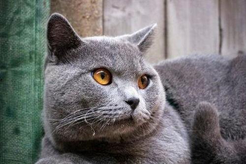 蓝猫娱乐圈吃瓜,揭秘明星幕后吃瓜大揭秘